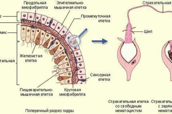 Кракен современный даркнет маркетплейс